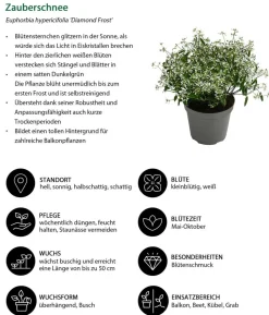 Beet- & Balkonpflanzen-Set Sommerpurpur, 6-teilig