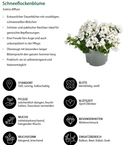 Beet- & Balkonpflanzen-Set Sonnengruß, 6-teilig