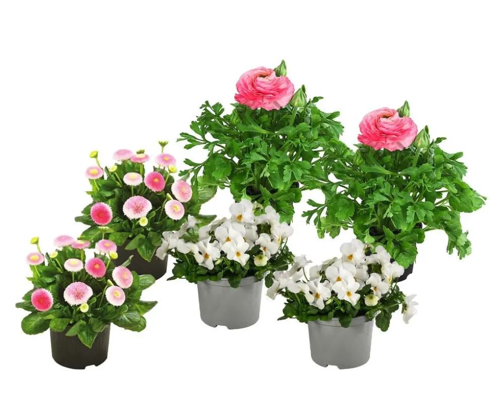 Beet- & Balkonpflanzen-Set Traum in Rosa, 6-teilig