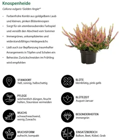 Beet- & Balkonset Herbstfeuer, 6-teilig