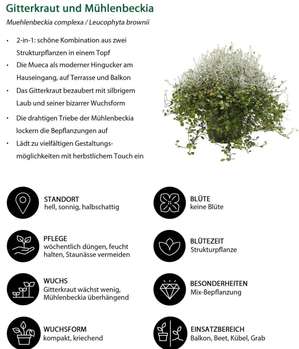 Beet- & Balkonset Herbstfreude, 6-teilig