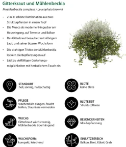 Beet- & Balkonset Herbstwind, 6-teilig