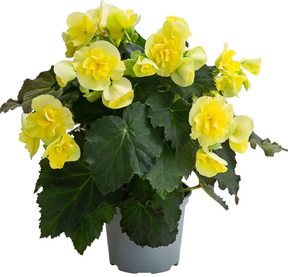 Begonie 'Solenia', verschiedene Farben
