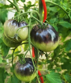 bellissa Stahl-Tomatenspirale Colorata