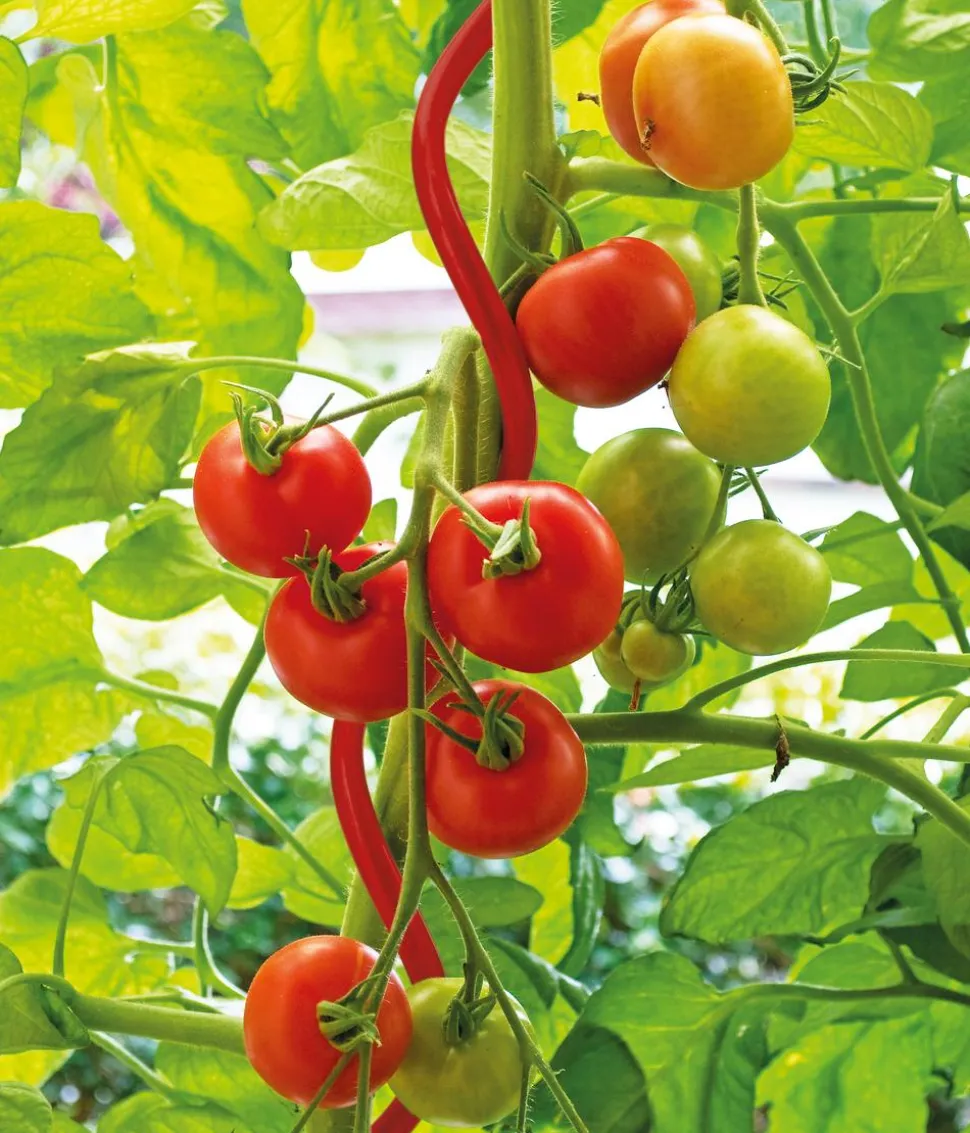bellissa Stahl-Tomatenspirale Colorata