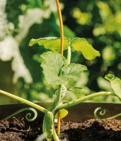 bellissa Stahl-Tomatenspirale Colorata