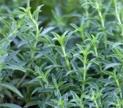 Bergbohnenkraut