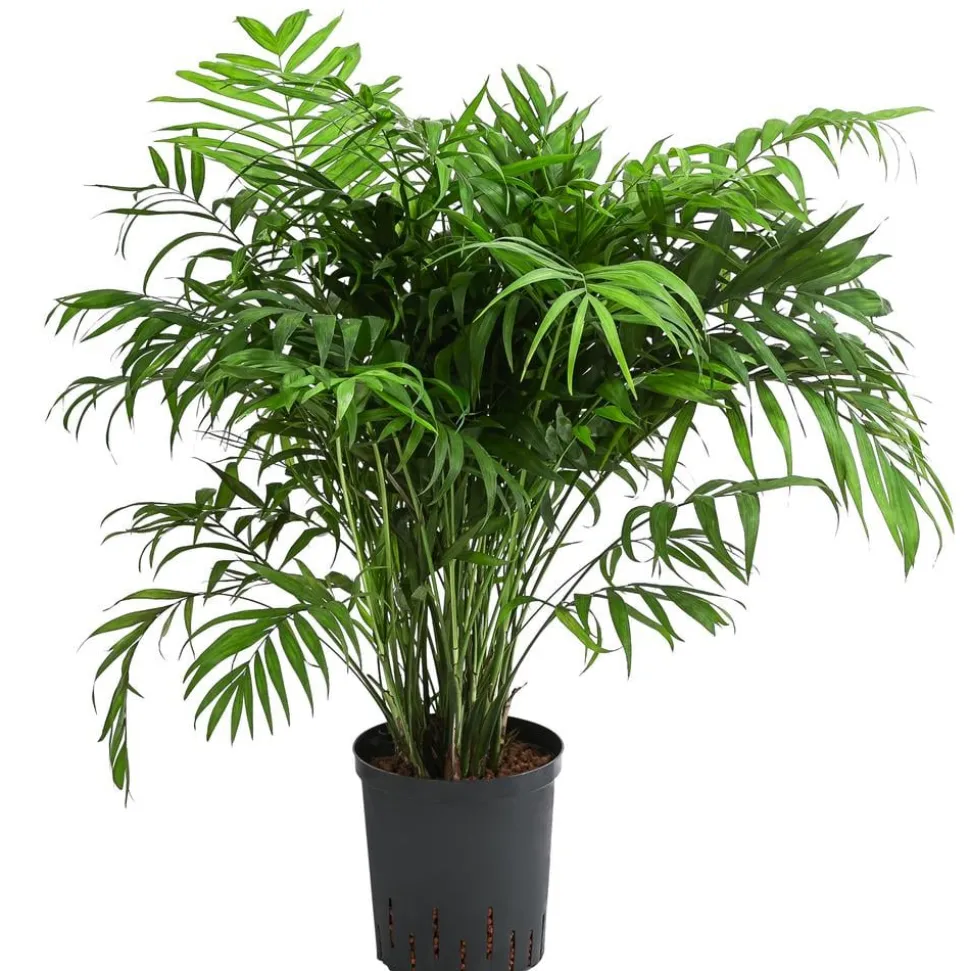 Bergpalme - Chamaedorea elegans, Hydrokultur