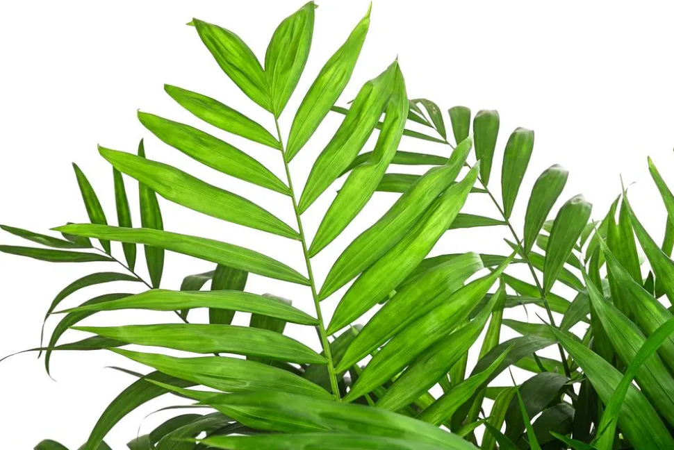 Bergpalme - Chamaedorea elegans, Hydrokultur