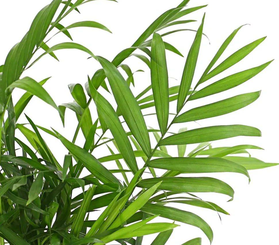 Bergpalme - Chamaedorea elegans