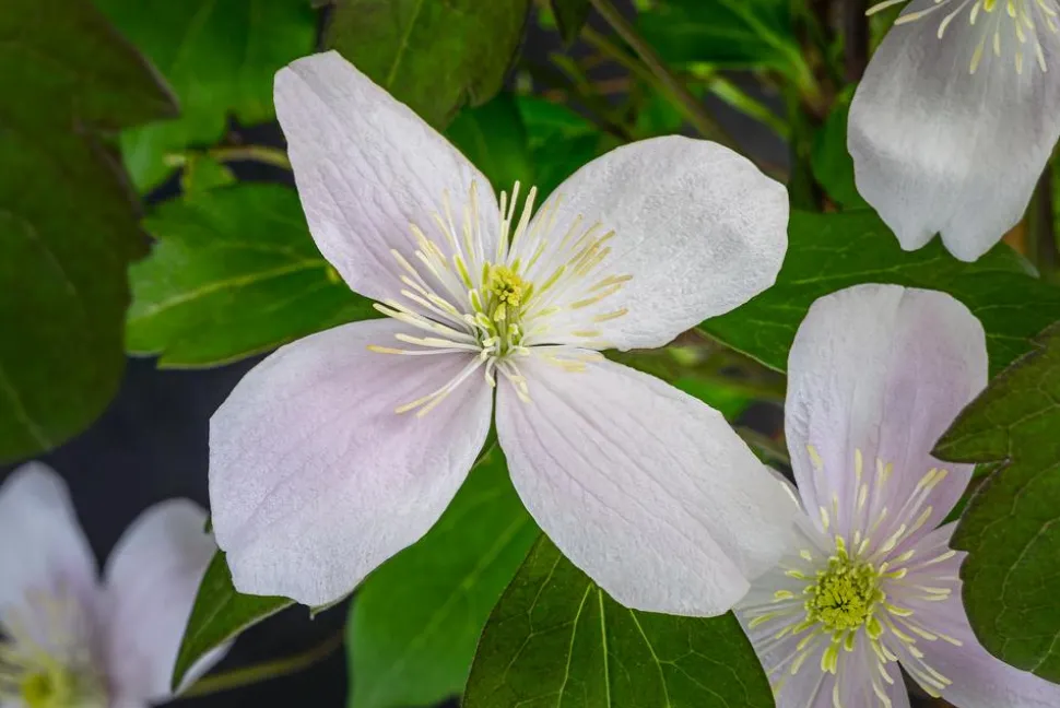Berg-Waldrebe - Clematis 'Rubens'