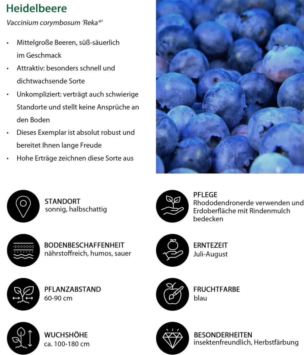 Bio Beeren-Kiwi-Set Powerobst, 4-teilig