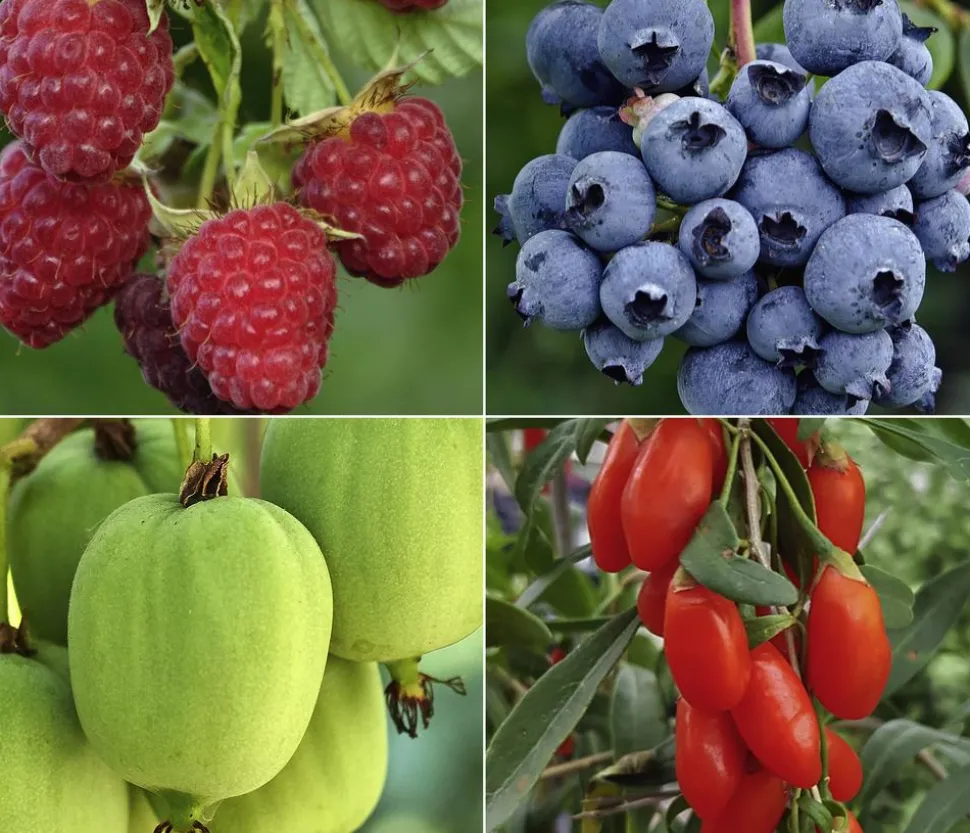 Bio Beeren-Kiwi-Set Powerobst, 4-teilig