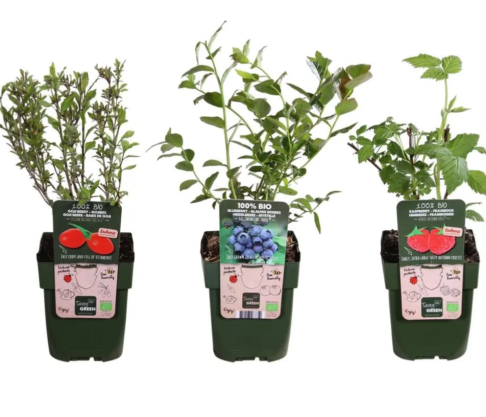 Bio Beeren-Set Frühstücksobst, 3-teilig
