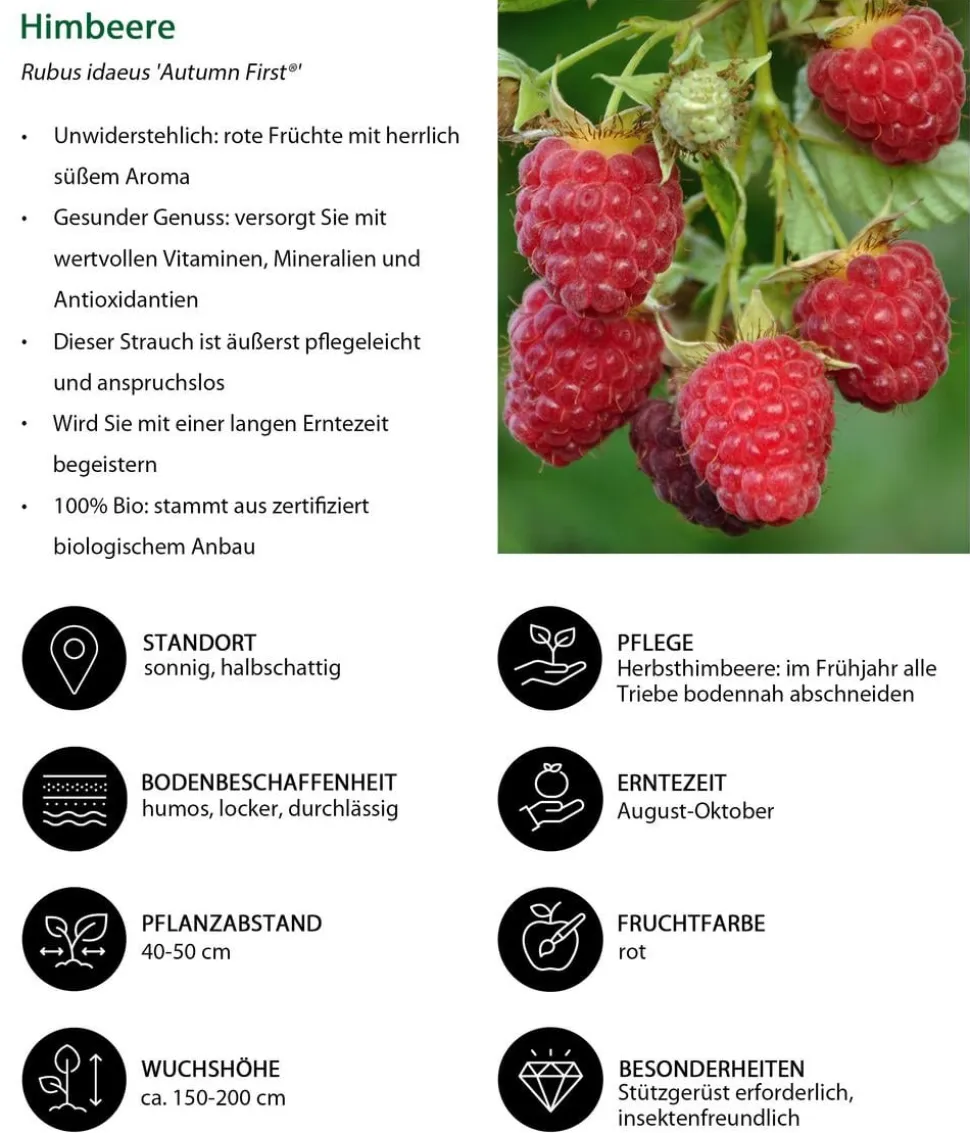 Bio Beeren-Set Frühstücksobst, 3-teilig