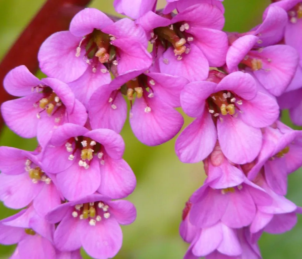 Bio Bergenie 'Purpurea'