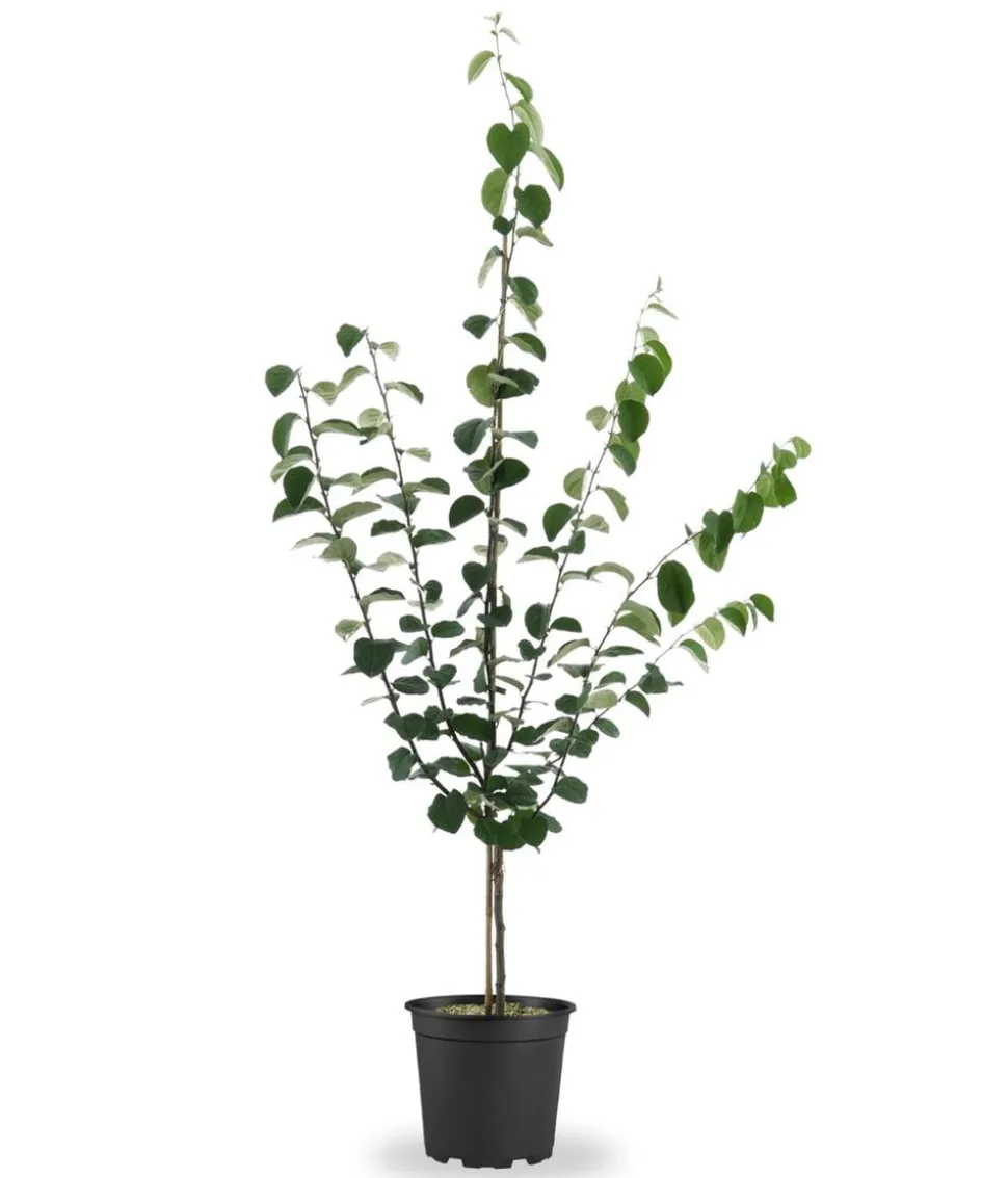 Bio Birnenquitte 'Cydora Robusta', Landlust Kollektion