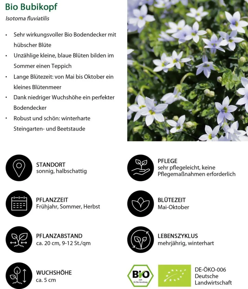 Bio Blauer Bubikopf