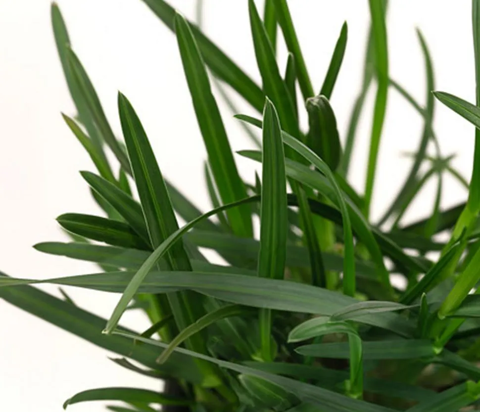 Bio Blaugras 'Greenlee Hybrid'
