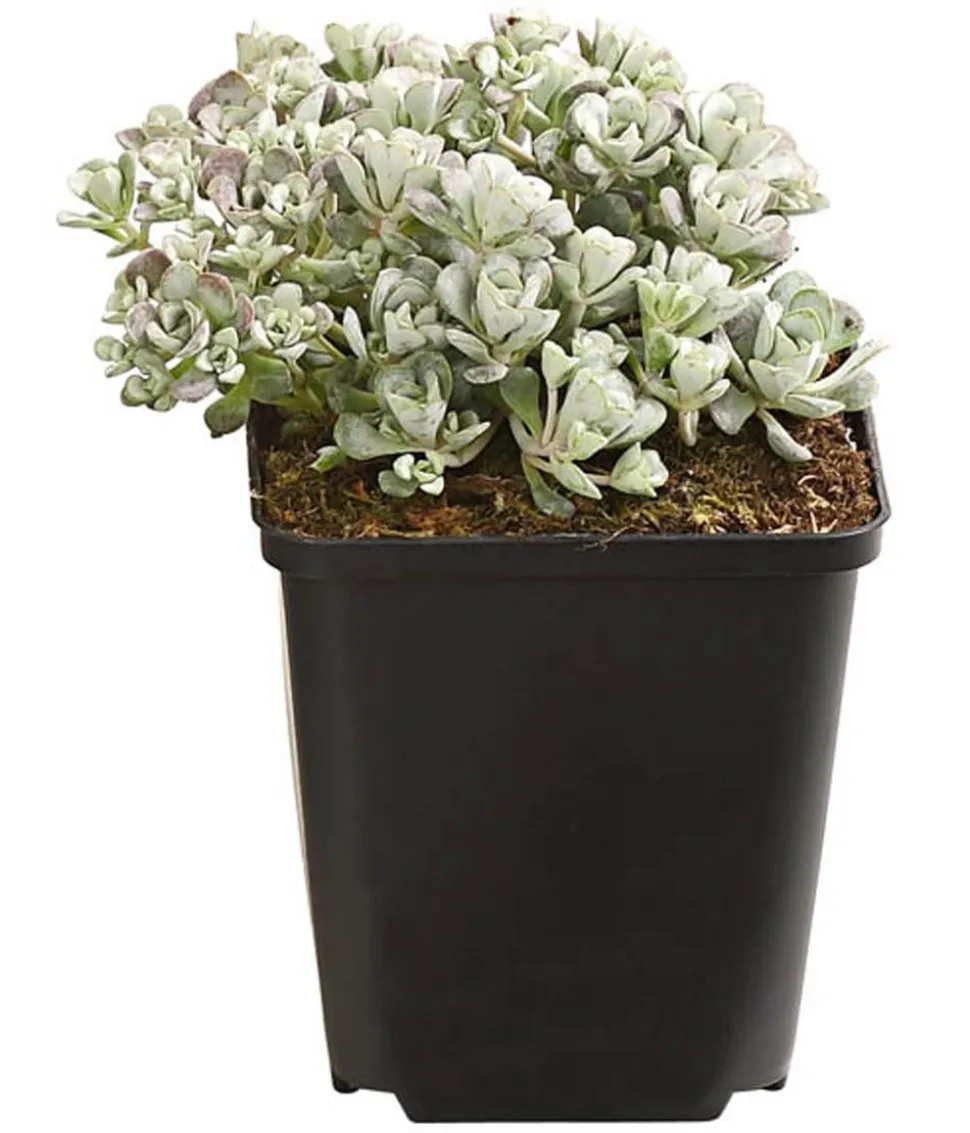 Bio Fetthenne 'Cape Blanco'