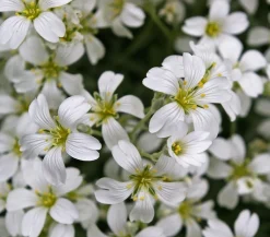 Bio Filziges Hornkraut 'Silberteppich'