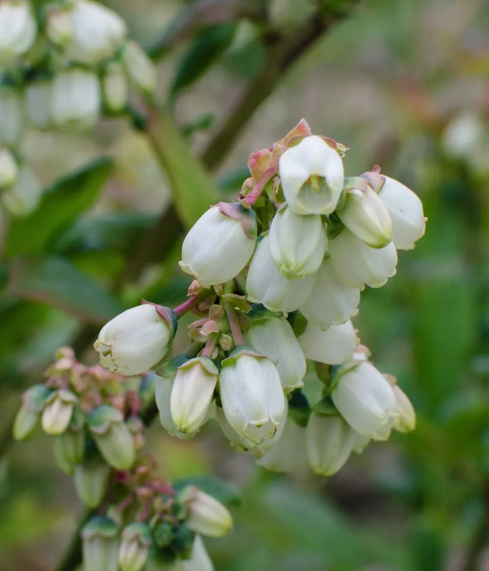 Bio Heidelbeere 'Sunshine Blue'