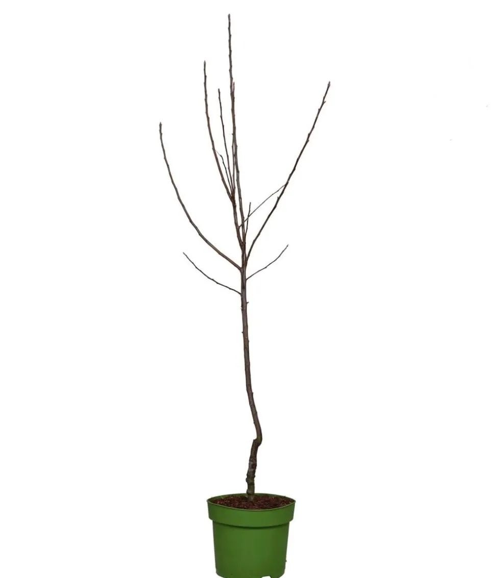 Bio Herbstapfel 'Ingrid Marie'