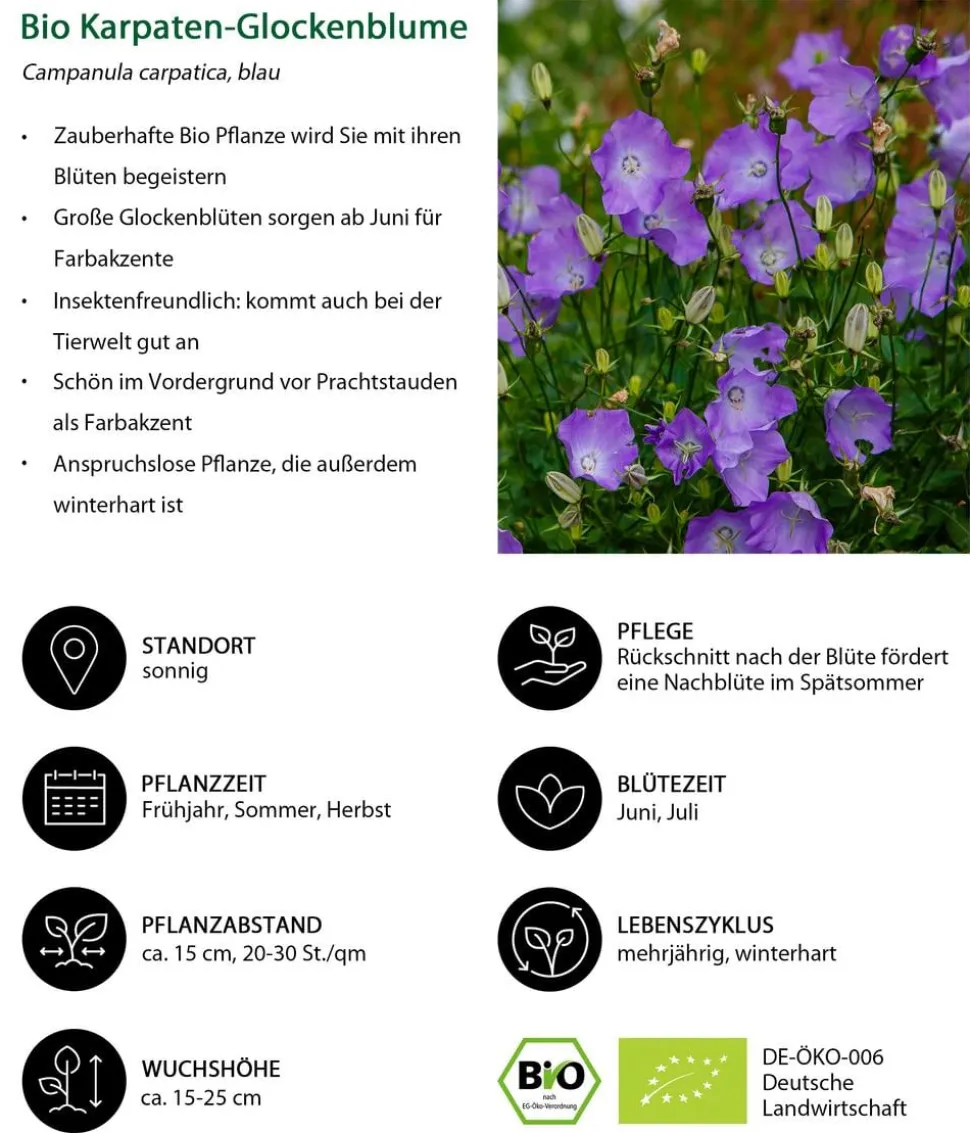 Bio Karpaten-Glockenblume, blau