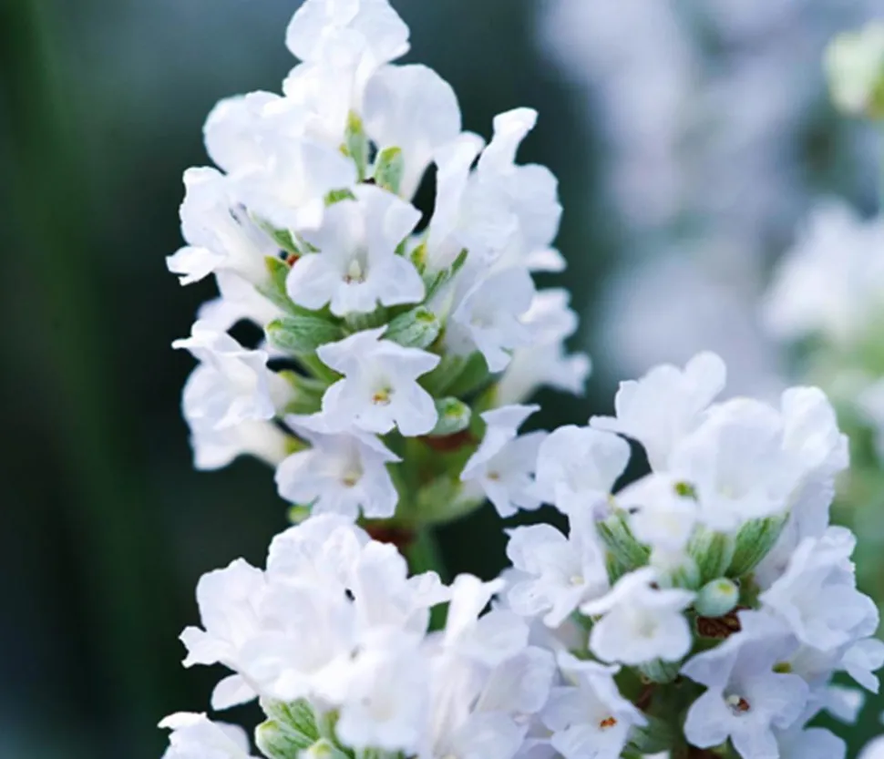 Bio Lavendel 'Alba'