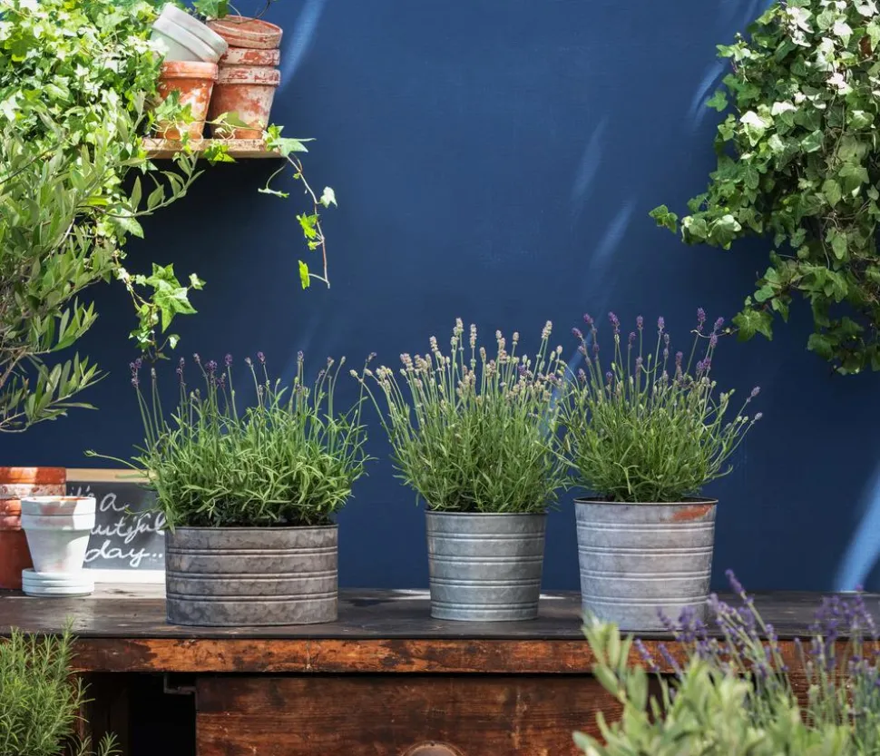 Bio Lavendel 'Alba'