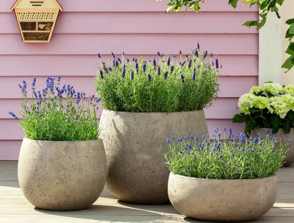Bio Lavendel 'Hidcote Blue'