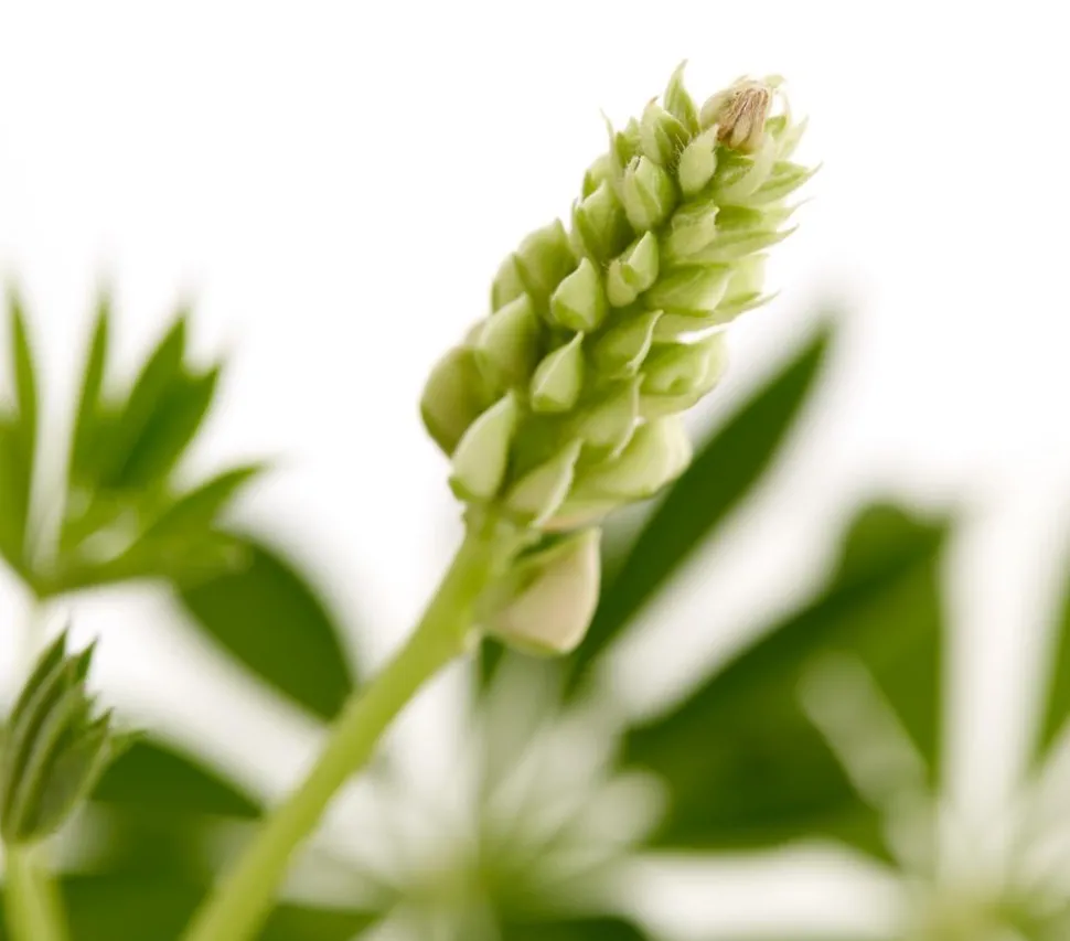 Bio Lupine, rot