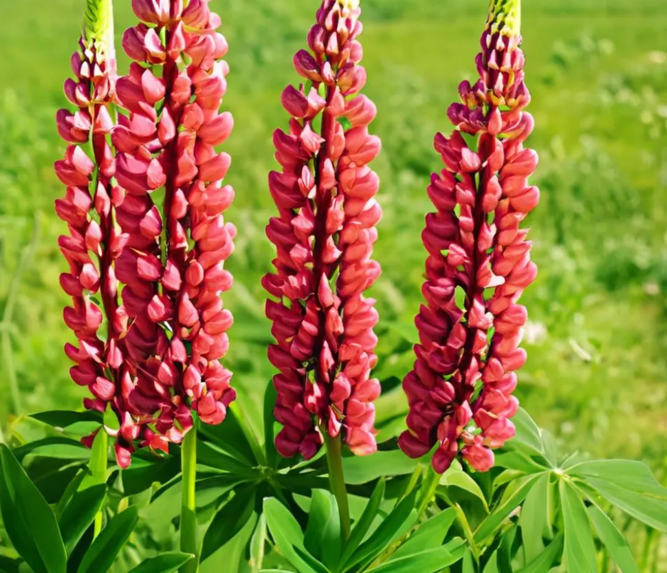 Bio Lupine, rot
