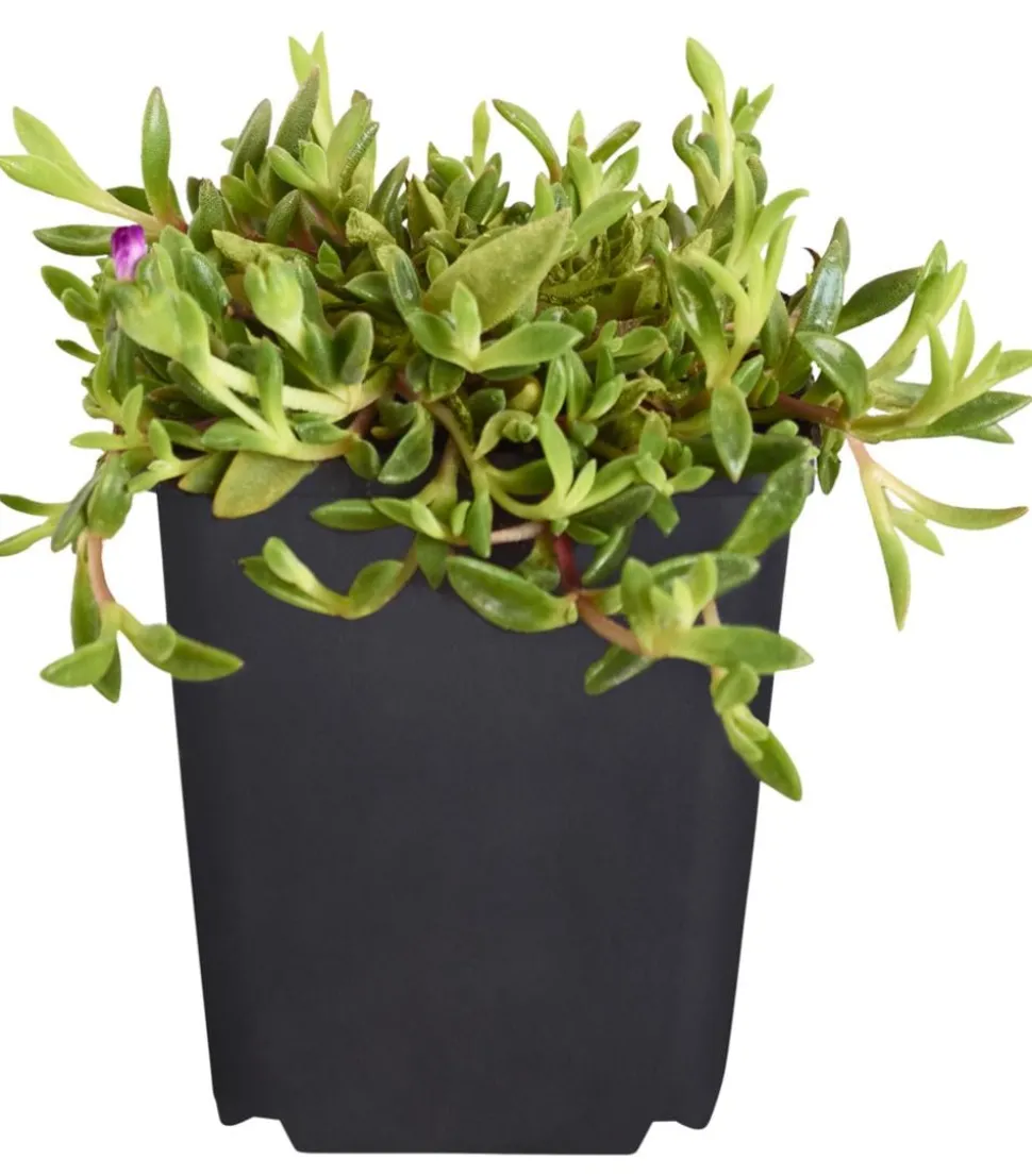 Bio Mittagsblume