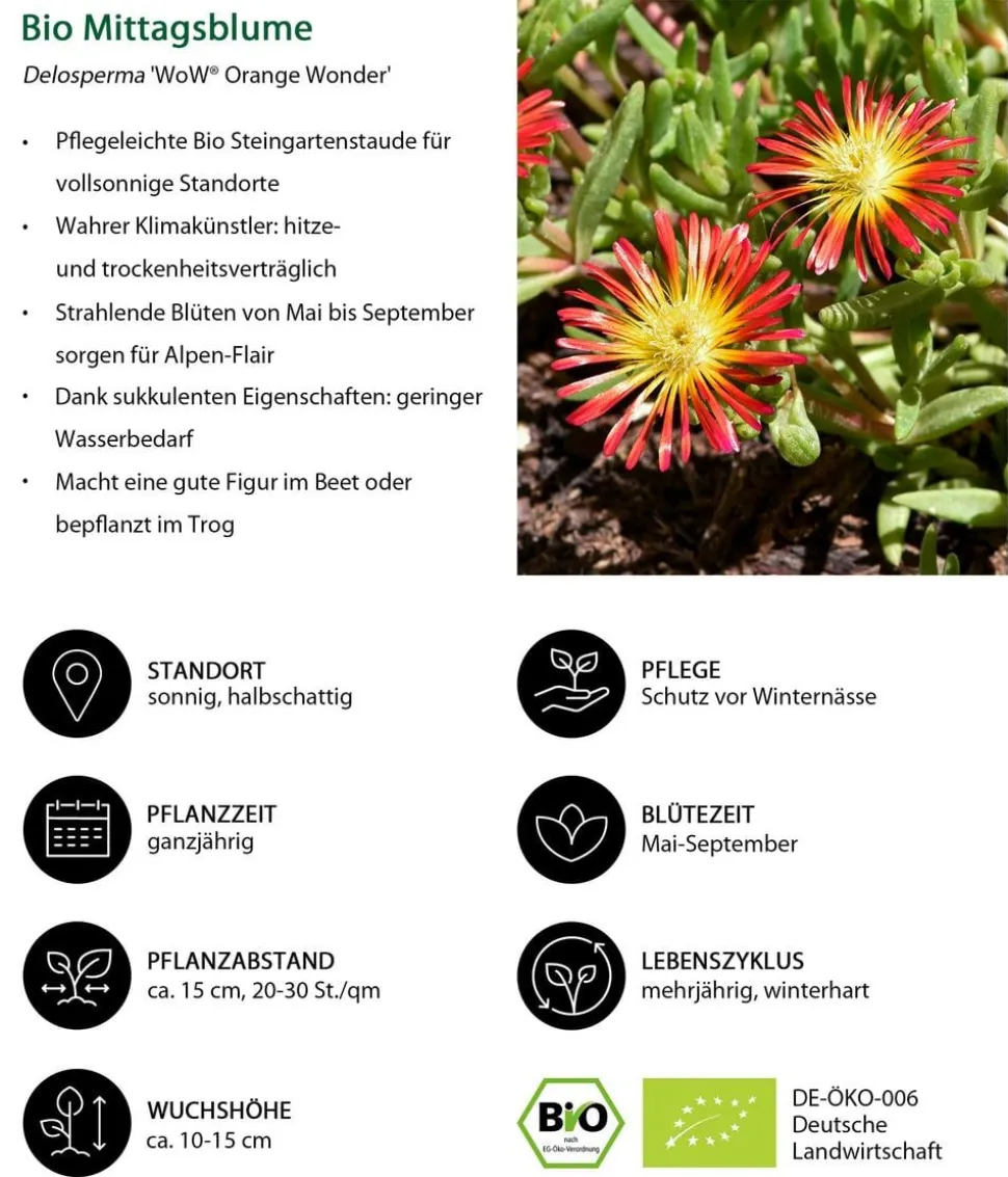 Bio Mittagsblume 'Wheels of Wonder® Orange Wonder'