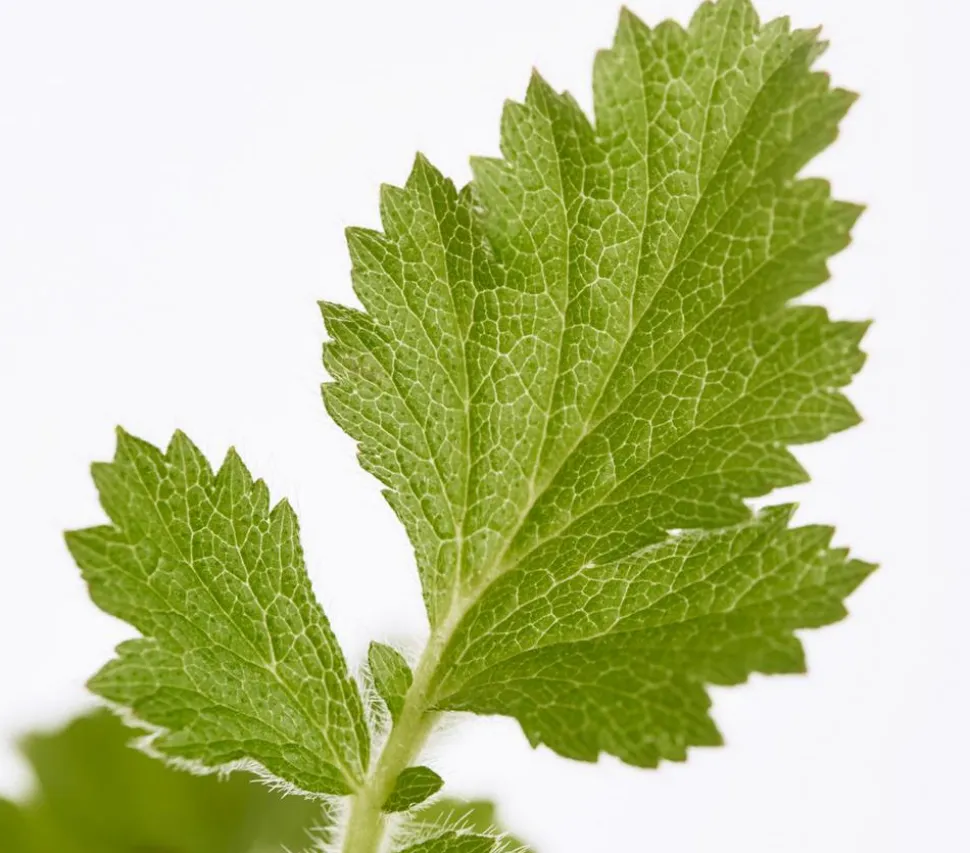 Bio Nelkenwurz 'Lady Stratheden'