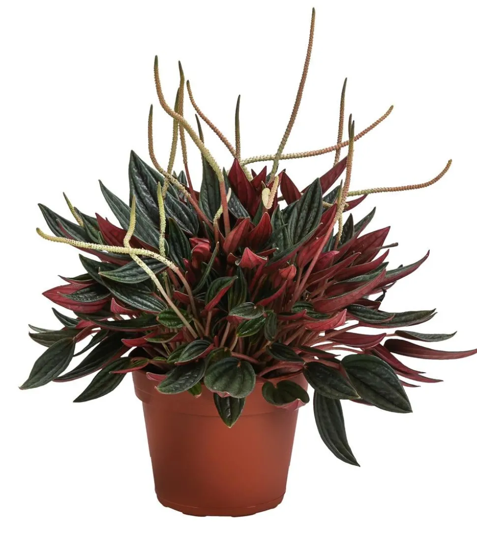 Bio Peperomie - Peperomia caperata 'Rosso'