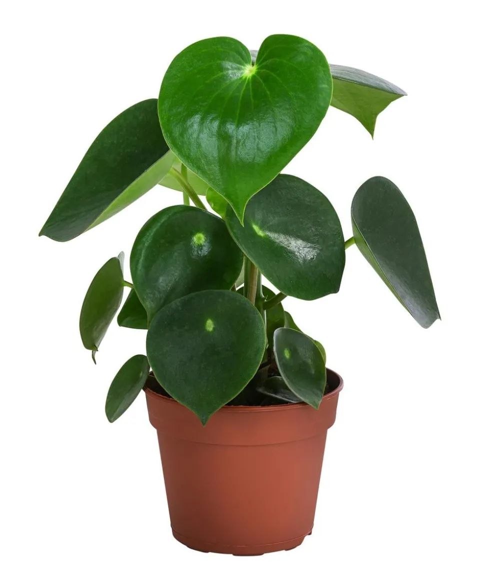 Bio Peperomie - Peperomia polybotrya