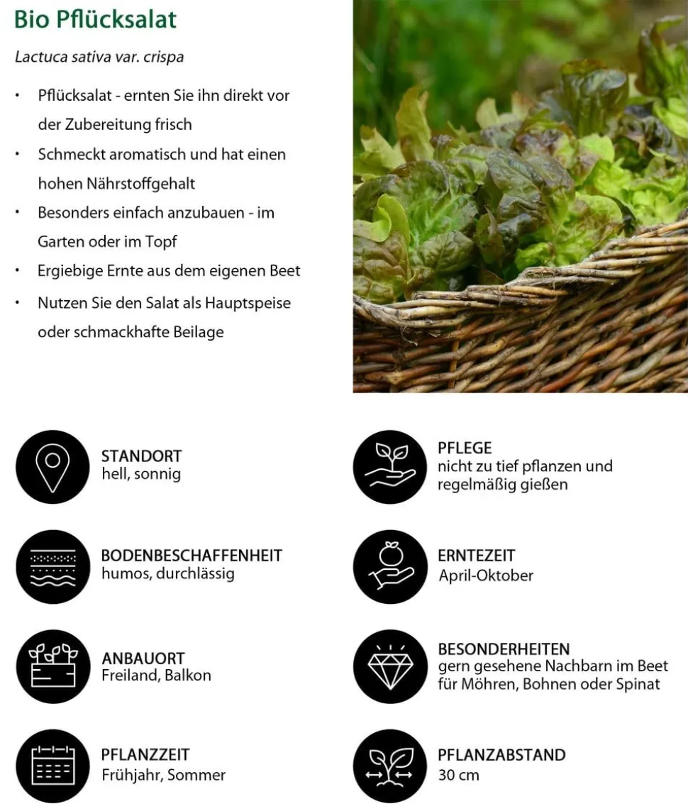 Bio Pflücksalat, 6er Schale