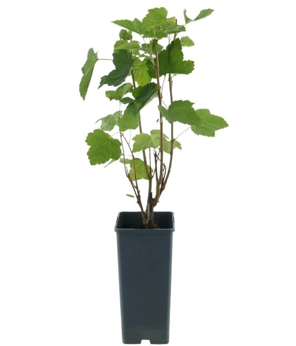 Bio Schwarze Johannisbeer 'Titania'