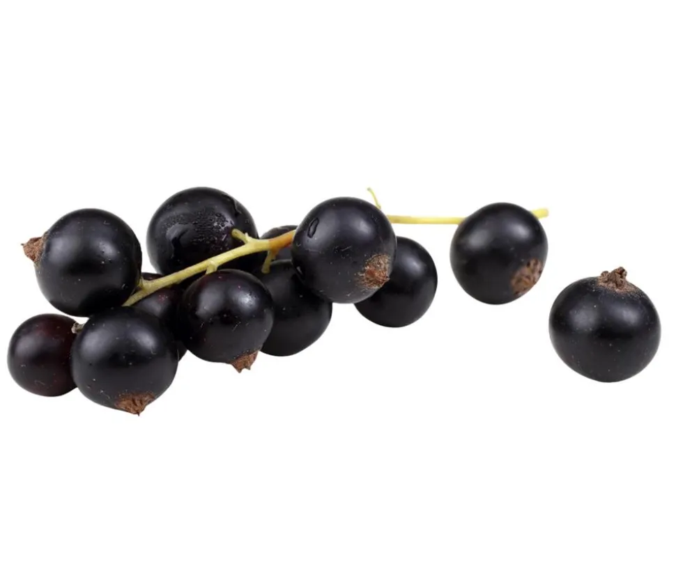 Bio Schwarze Johannisbeer 'Titania'