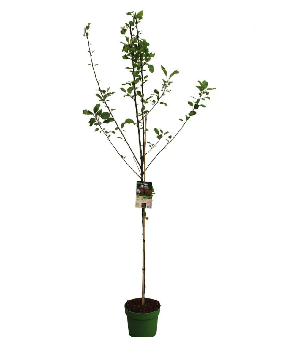 Bio Sommerapfel 'James Grieve'