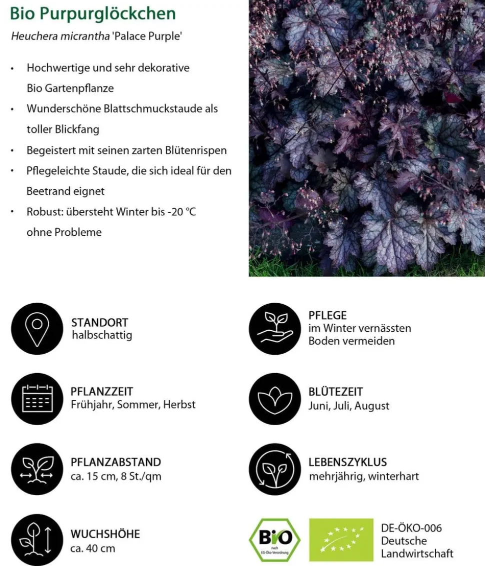 Bio Stauden-Set Beet im Halbschatten, 24-teilig