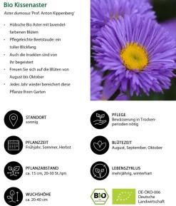 Bio Stauden-Set Insektenparadies Biene, 12-teilig