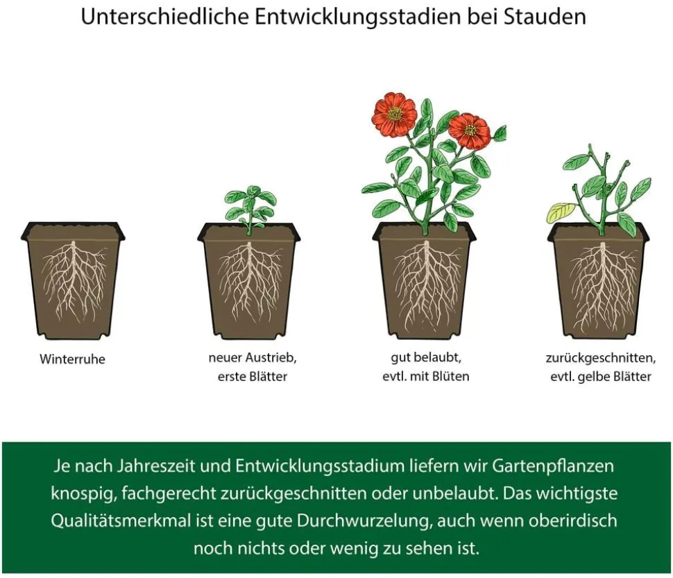 Bio Stauden-Set Schattengarten, 12-teilig