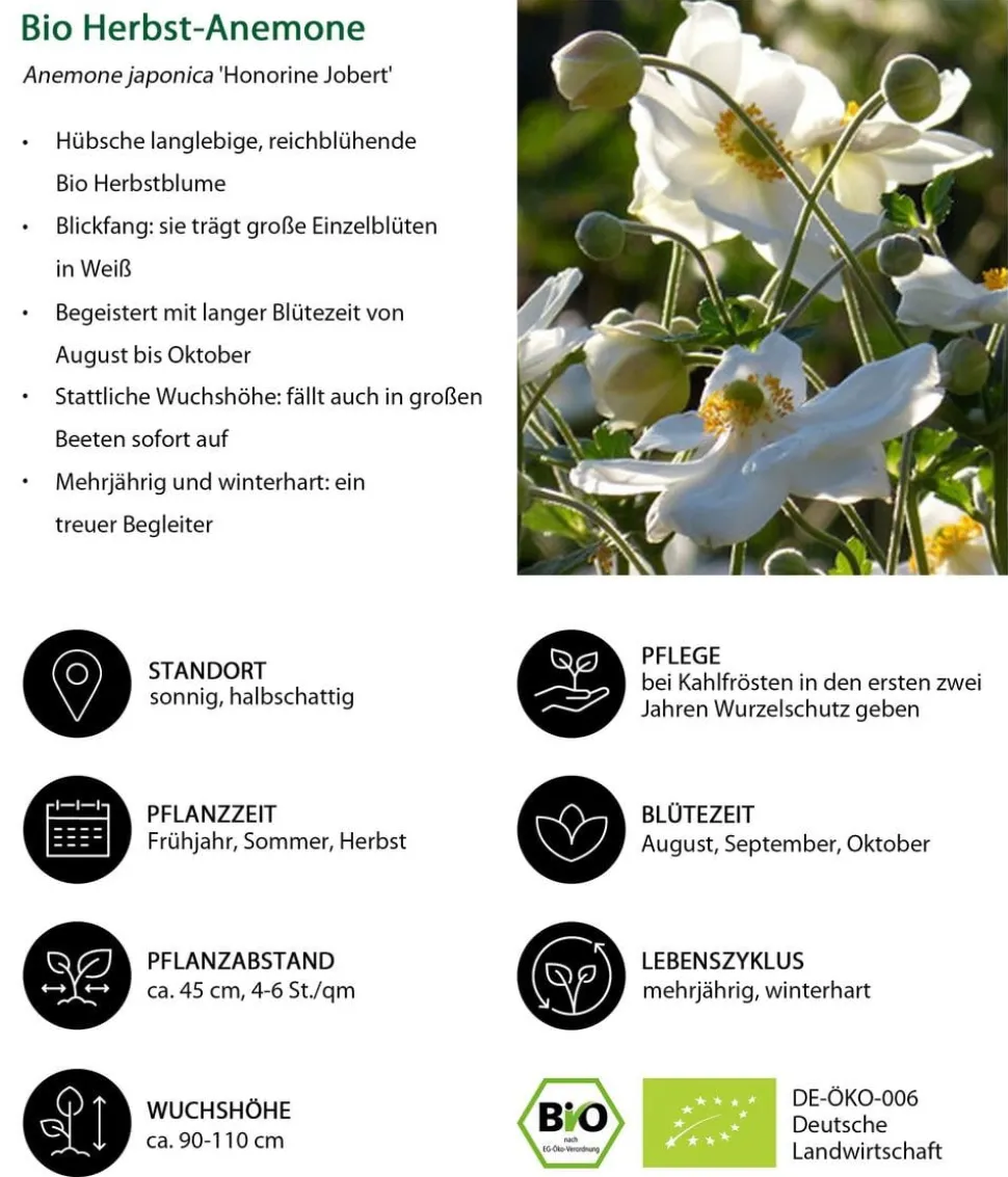 Bio Stauden-Set Weiß-blaues Gartenparadies, 24-teilig