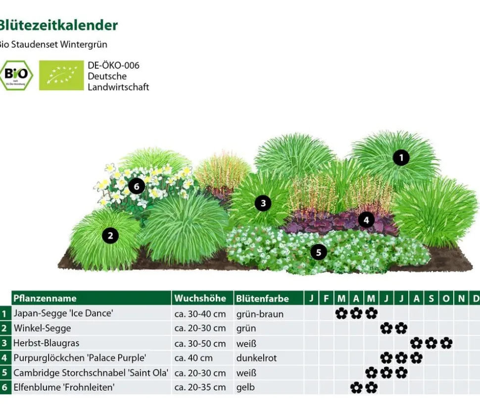 Bio Stauden-Set Wintergrün, 18-teilig