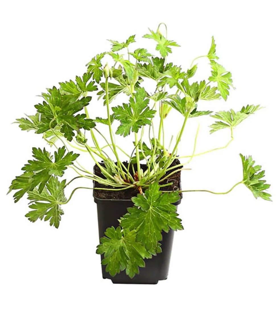 Bio Storchschnabel 'Rozanne®'