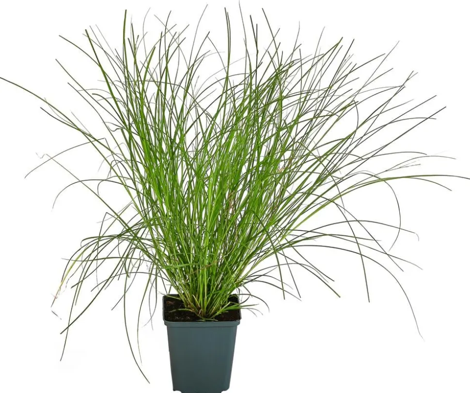 Bio Winkel-Segge