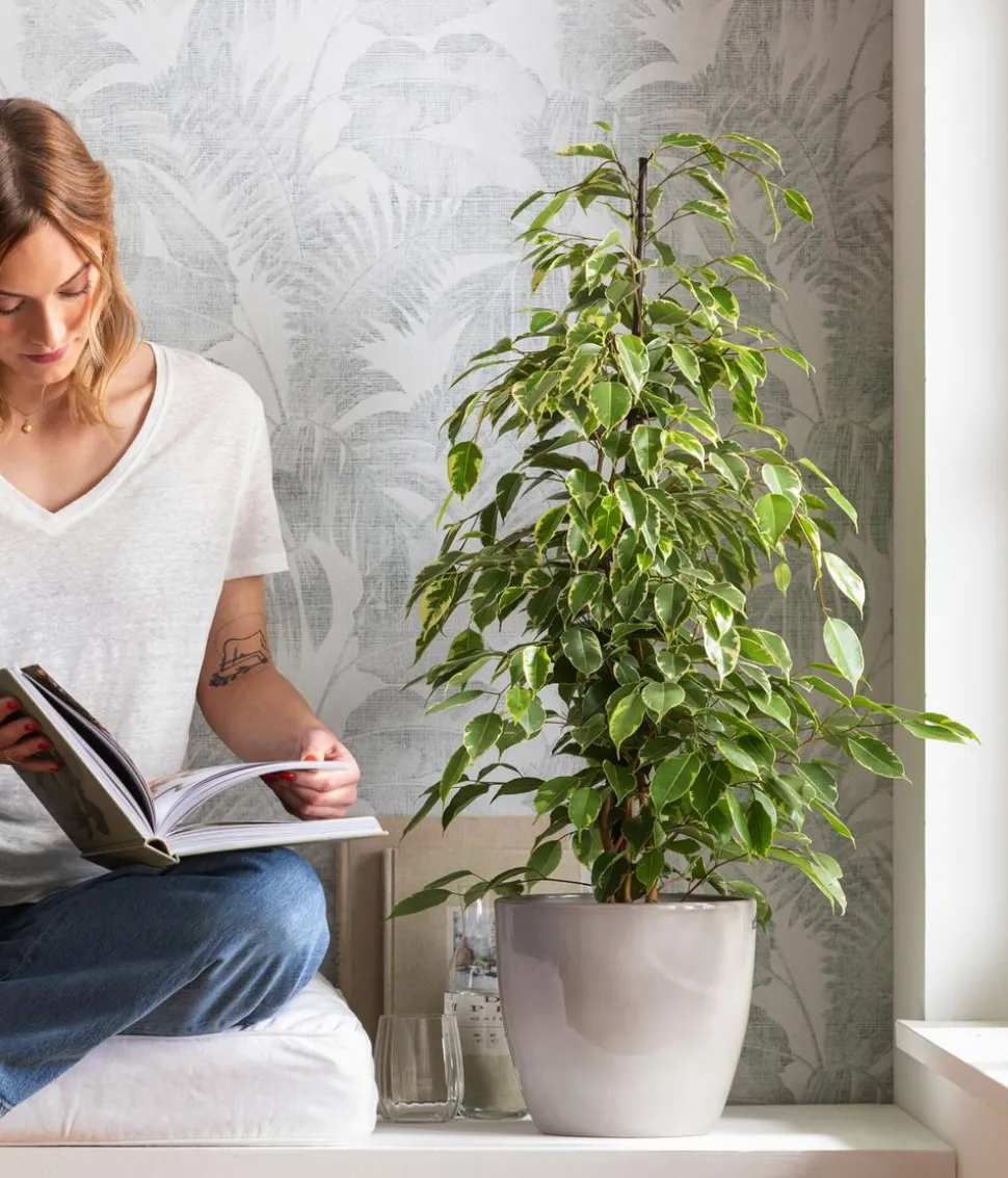 Birkenfeige - Ficus benjamina 'Forever', verschiedene Farben